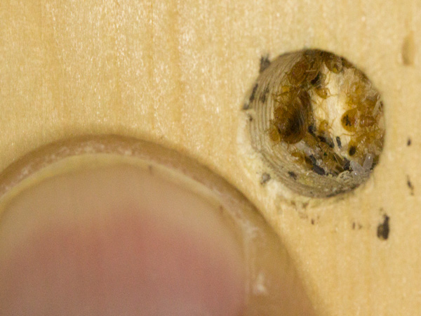 Small Drilled Hole Holds Several Bed Bugs of Varying Sizes, White Eggs and Excrements