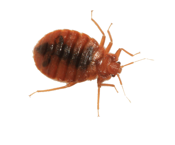 An Adult Bed Bug