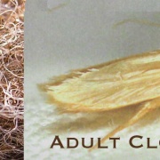 Clothes Moths - Adult and Larvae