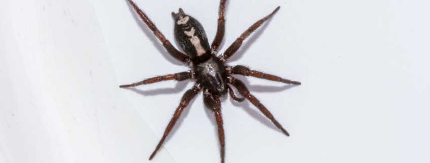 Parsons Spider