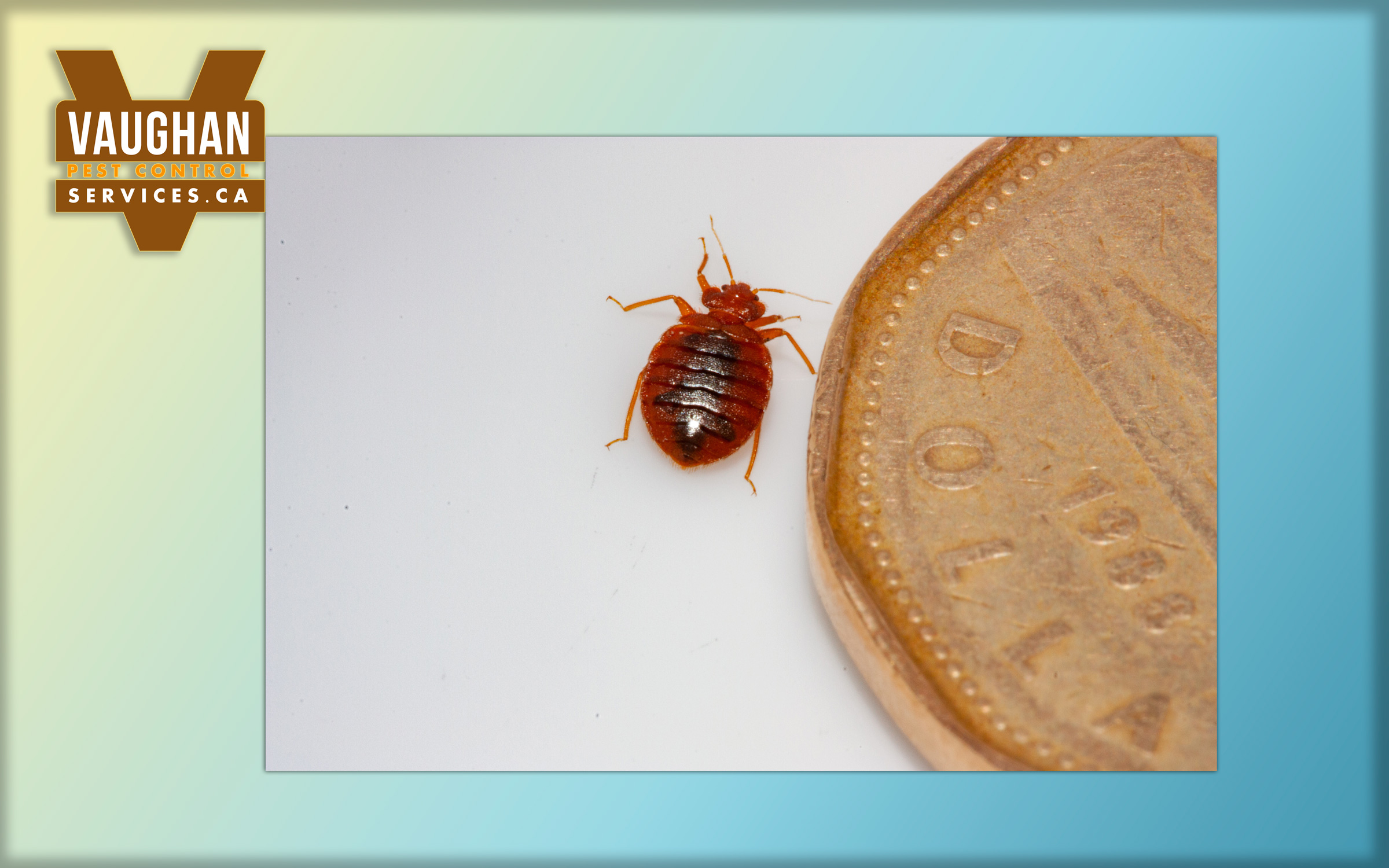 An adult bed Bug besides a dollar coin