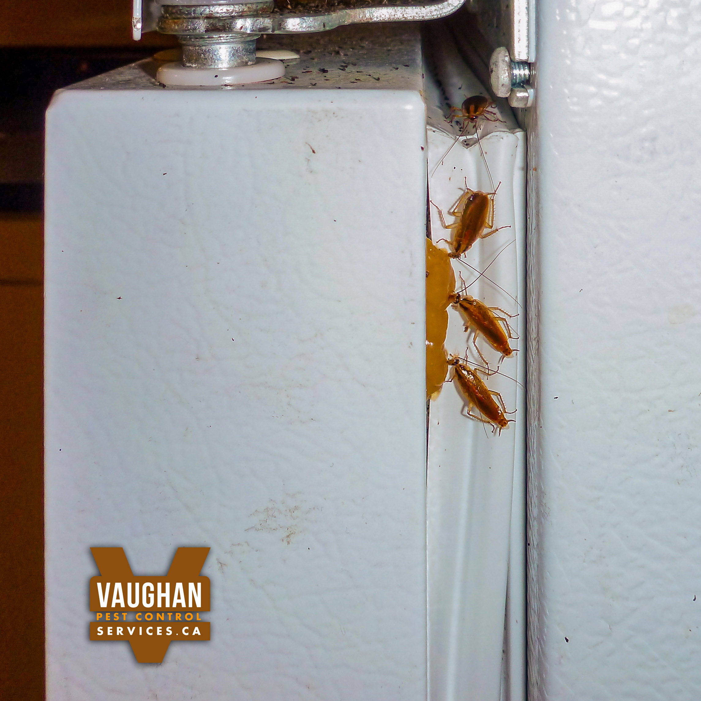 Brown-Banded Cockroaches feasting on Fatal bait in a refrigerator